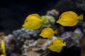 Yellow Tang Fish, zebrasoma flavescens Royalty Free Stock Photo