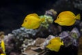 Yellow Tang Fish, zebrasoma flavescens Royalty Free Stock Photo