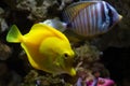 Yellow tang Red Sea and sailfin tang coexist in rock reef marine aquarium design, demanding species for experienced aquarist