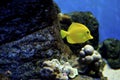 Yellow Tang on the reef Royalty Free Stock Photo