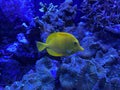 Yellow Tang, salt water fish