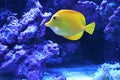 The yellow tang Zebrasoma flavescens. Saltwater fish Royalty Free Stock Photo