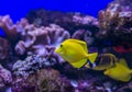 Yellow tang tropical saltwater fish Zebrasoma flavescens of the family Acanthuridae. a tropical yellow surgeon fish swimming Royalty Free Stock Photo