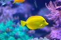 Yellow tang tropical fish Zebrasoma flavescens Royalty Free Stock Photo