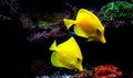 The yellow Hawaiian tang - Zebrasoma flavescens Royalty Free Stock Photo