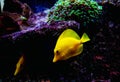 The yellow Hawaiian tang - Zebrasoma flavescens Royalty Free Stock Photo