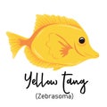 Yellow tang or zebrasoma fish. Marine dweller with colorful body and fins for swimming