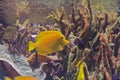 Yellow Tang (Zebrasoma flavescens) Royalty Free Stock Photo