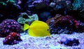 Yellow tang