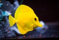 Yellow Tang Zebrasoma flavescens in Captive Aquarium