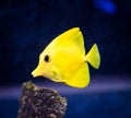 Yellow Tang Zebrasoma flavescens in Captive Aquarium Royalty Free Stock Photo