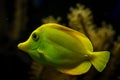 Yellow tang Zebrasoma flavescens, coral reef fish, Salt water marine fish, beautiful yellow fish with tropical corals Royalty Free Stock Photo