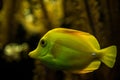 Yellow tang Zebrasoma flavescens, coral reef fish, Salt water marine fish, beautiful yellow fish with tropical corals Royalty Free Stock Photo