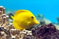 Yellow tang - Zebrasoma flavescens Royalty Free Stock Photo