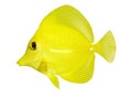 Yellow tang zebrasoma flavescens isolated on white Royalty Free Stock Photo