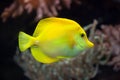 Yellow tang Zebrasoma flavescens. Royalty Free Stock Photo