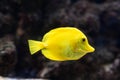 The yellow tang Zebrasoma flavescens , salt water yellow aquarium fish from Acanthuridae family Royalty Free Stock Photo