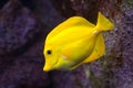 Yellow tang (Zebrasoma flavescens). Royalty Free Stock Photo