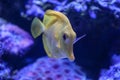 Yellow tang zebrasoma salt water aquarium fish Royalty Free Stock Photo