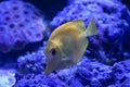 Yellow tang zebrasoma salt water aquarium fish Royalty Free Stock Photo