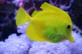 Yellow tang zebrasoma salt water aquarium fish Royalty Free Stock Photo