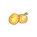 Yellow tangerines watercolor illustration on white background. Traditional winter season fruit.