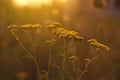 Yellow tansy field flowers in golden evening sunlight