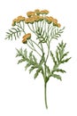 Yellow Tansy Flower. Watercolor botanical illustration of bouquet on isolated background. Hand drawn clip art of