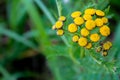 Yellow tansy flowers on the bright green background