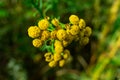 Yellow tansy flowers close-up. Tansy medicinal plant