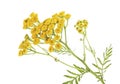 Yellow Tansy flowers isolated on white background. Medical herb Royalty Free Stock Photo