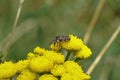 Yellow tansy flowers, a rare black-thighed Epeolus parasitic solitary bee