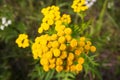 Yellow tansy flowers. Tanacetum vulgare, common tansy, bitter button, cow bitter, or golden buttons