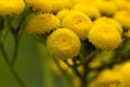 Yellow tansy flowers Tanacetum vulgare, common tansy plant, bitter button, cow bitter, or golden buttons in green summer