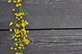 Yellow tansy flowers