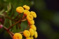 yellow Tansy - golden buttons- Tanacetum vulgare