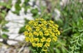 Yellow Tansy on a green meadow