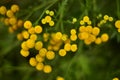 Yellow Tansy