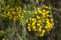 Yellow tansy plants