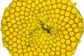 Yellow Tansy - Tanacetum vulgare - flower head under microscope, image width 9mm