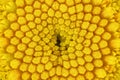 Yellow Tansy - Tanacetum vulgare - flower under microscope, image width 8mm