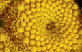 Yellow Tansy - Tanacetum vulgare - flower under microscope, image width 9mm