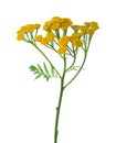 Yellow Tansy Tanacetum vulgare flowers isolated on white