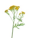 Yellow Tansy Tanacetum vulgare flowers isolated on white background. studio shot Royalty Free Stock Photo