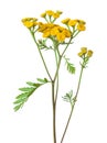 Yellow Tansy Tanacetum vulgare flowers isolated on white background. studio shot Royalty Free Stock Photo