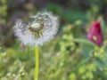 Yellow Taraxacum dandelion flower with green leaves on a bright blue sky background.