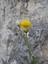 Wild Yellow Taraxacum or dandelions blossoms in the spring. Magical spring season.