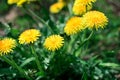 Yellow Taraxacum officinale