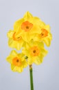 Yellow Tazetta Daffodils flowers on light grey backgorund. Royalty Free Stock Photo