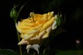 Yellow tea rose hybrid Citrina, Veg 1981, with some buds around flower with dense petals, sunbathing in late july afternoon sunshi